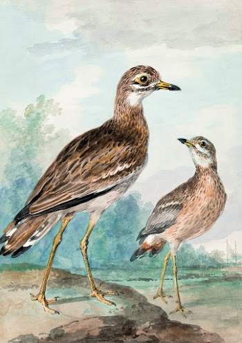 Stone-curlew (1777) painting in high… | Free public domain illustration