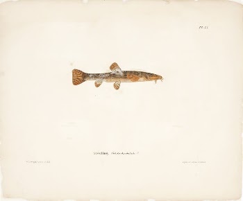 Stone loach, female, 1836 - | Free Photo - rawpixel