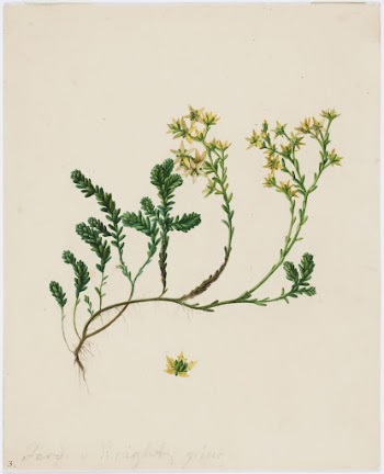 Stonecrop, 1840 - 1849, by Ferdinand | Free Photo - rawpixel