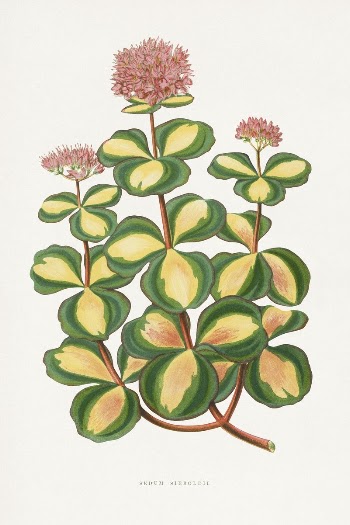 Stonecrop leaf illustration from Les | Free Photo Illustration - rawpixel