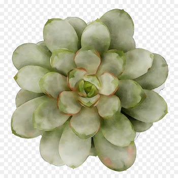 Stonecrops -  