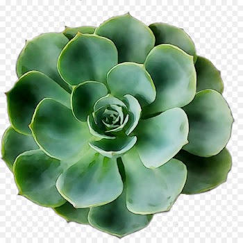 Stonecrops Flowerpot Floral design -  
