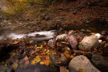 Stones With Dried Leaves Near Body of Water