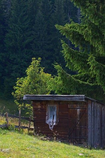 Storage Room Near the Tree