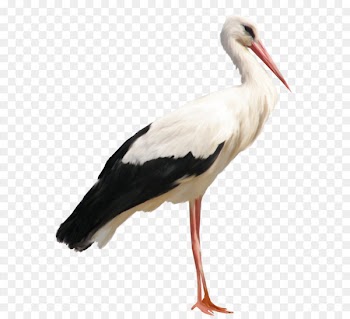 Stork Clip art - Stork PNG Clipart 