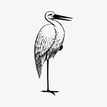 Stork clipart, vintage illustration vector. | Free Vector Illustration - rawpixel