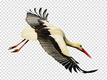 Stork Download Transparent PNG Image