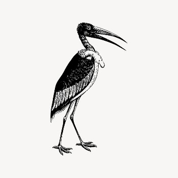 Stork drawing, bird illustration vector. | Free Vector Illustration - rawpixel