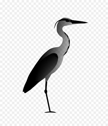 Stork Ibis Water bird Beak -  