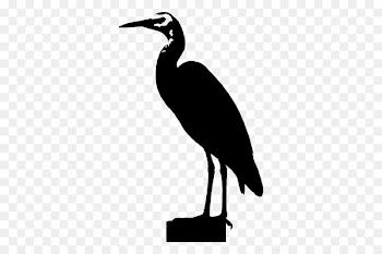 Stork Ibis Water bird Beak -  