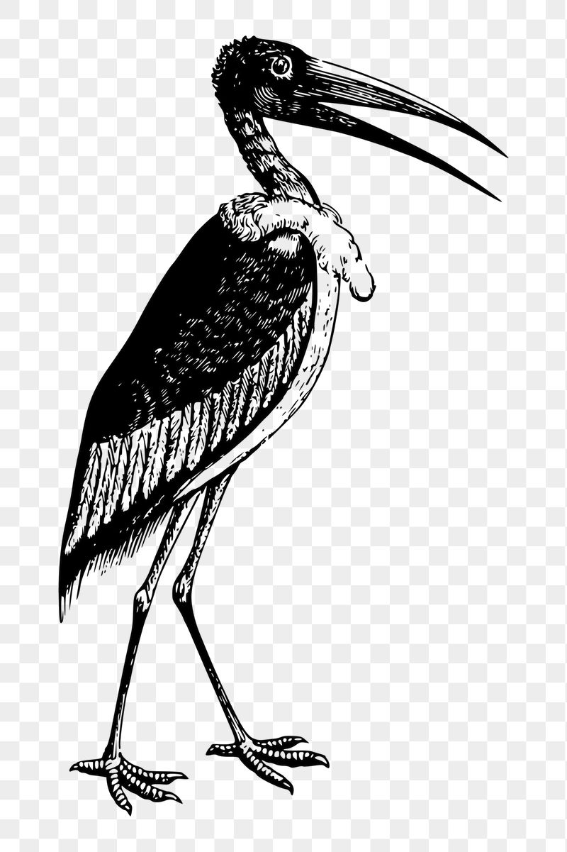 Stork png sticker bird illustration, | Free PNG - rawpixel