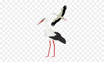 Stork Png - Stork Png