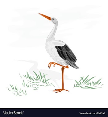 Stork white wild water bird vector image
