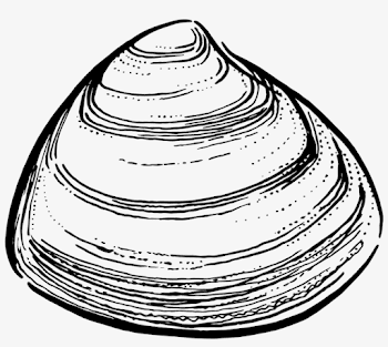 Storm Clam - Clam Black And White - Free Transparent PNG Download ...