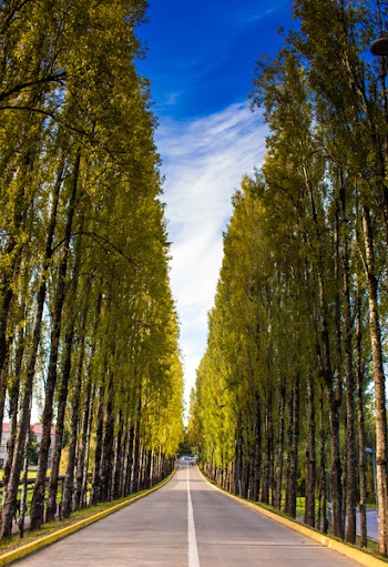 Straight Road Surrounded With Trees