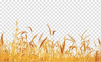 Straw harvest transparent background PNG clipart