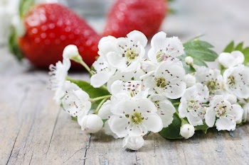 Strawberries and blooming hawthorn flowers on rustic wooden table. Summer wedding decoration idea. 