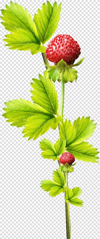 Strawberry Aedmaasikas Fruit, Beautiful strawberry fruit branch transparent background PNG clipart