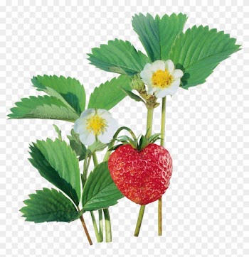 Strawberry Auglis Clip Art - Strawberry Auglis Clip Art
