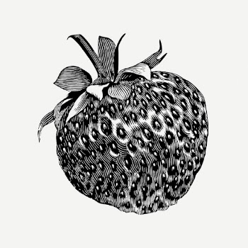 Strawberry drawing, vintage fruit illustration | Free PSD - rawpixel