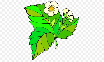 Strawberry, Floral Design, Flower, Leaf, Green PNG