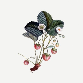 Strawberry flower collage element, fruit | Free PSD Illustration - rawpixel