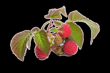 Strawberry Fruit