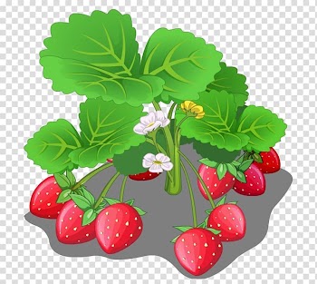 Strawberry Fruit Cartoon, strawberry transparent background PNG clipart
