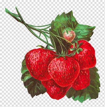 Strawberry Fruit , strawberry illustration transparent background PNG clipart