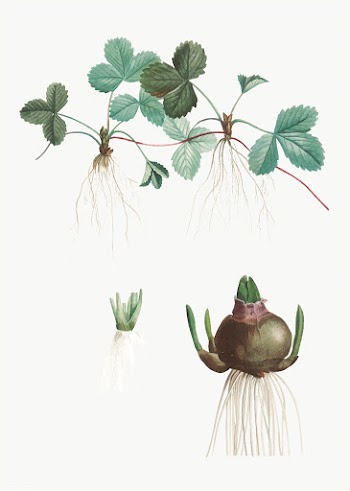 Strawberry plant | Free stock vector - 573888