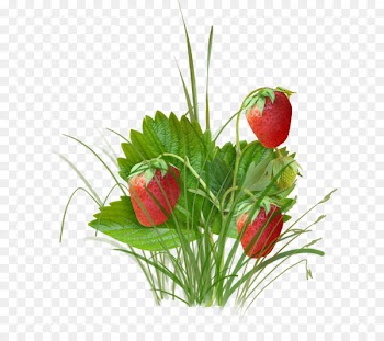 strawberry Portable Network Graphics Berries Fruit - strawberry 