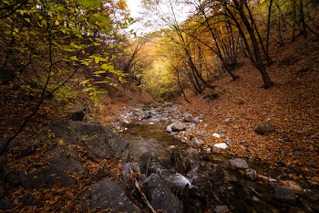 Stream Passing Through a Forest
