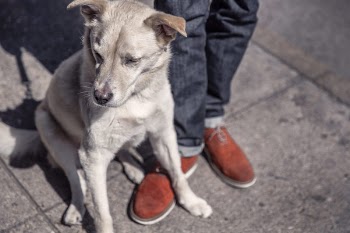 Street Dog Free Photo 