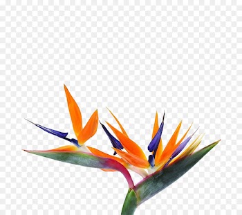 Strelitzia reginae Bird-of-paradise Flower Seed - Unique shape bouquet 