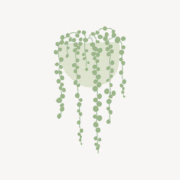 String of pearl doodle houseplant | Free Vector - rawpixel