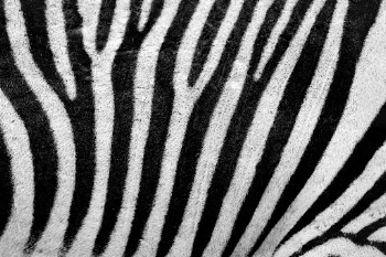 Stripe zebra skin pattern, animal | Free Photo - rawpixel