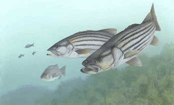 Striped Bass (en:Morone saxatilis) | Free Photo - rawpixel