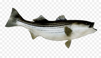 Striped bass fishing Largemouth bass -  