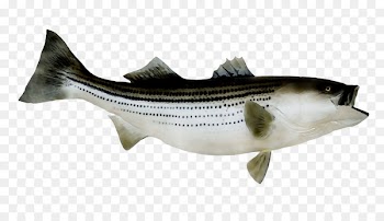 Striped bass fishing Striped bass fishing Stock photography -  