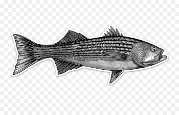 Striped bass Fly fishing Decal - fishing 