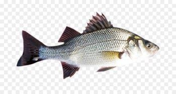 Striped bass White perch Barramundi Fish - fish 