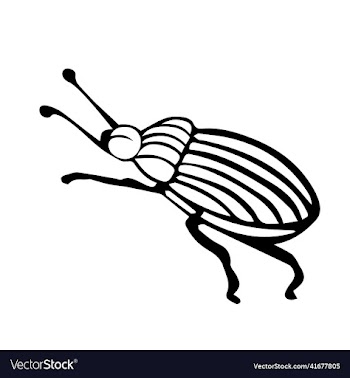 striped bug with whiskers colorado beetle insect
