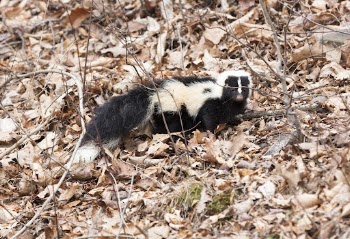 Striped skunk on leafy ground. | Free Photo - rawpixel