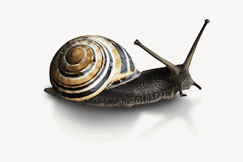 Striped snail, isolated animal image | Free PSD - rawpixel