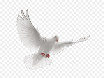 Stroud-Lawrence Funeral Home Cremation Death Funeral director ...