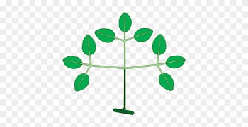 Structure Of A Biternate Compound Leaf - Structure Of A Biternate Compound Leaf
