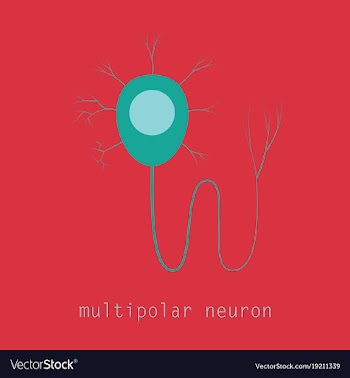 Structure of a motor neuron vector image