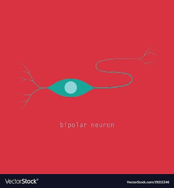 Structure of a motor neuron vector image