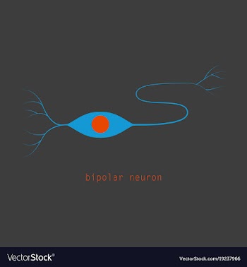 Structure of a motor neuron vector image