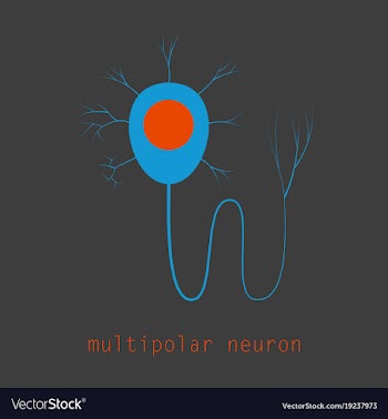 Structure of a motor neuron vector image